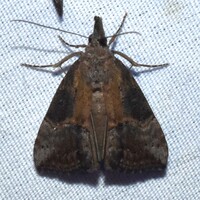 Hypena scabra