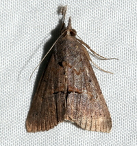 Hypena scabra