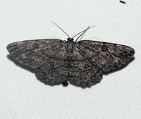 Hypomecis unidentified species