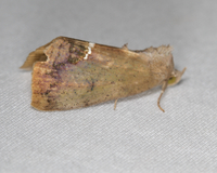 Hypsoropha hormos