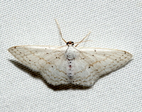 Idaea tacturata