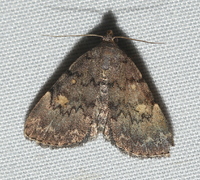 Idia aemula