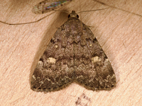 Idia aemula