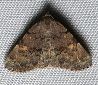 Idia aemula