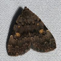 Idia aemula