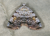 Idia americalis