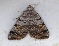 Idia americalis