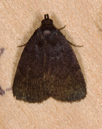 Idia rotundalis