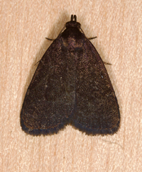 Idia rotundalis