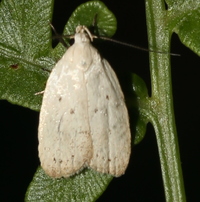 Inga cretacea