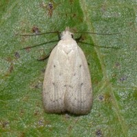Inga cretacea