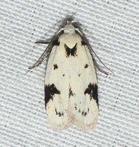 Inga sparsiciliella
