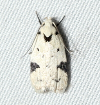 Inga sparsiciliella