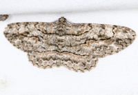 Iridopsis defectaria