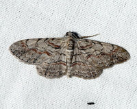Iridopsis humaria