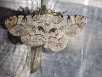 Iridopsis larvaria