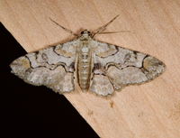 Iridopsis larvaria