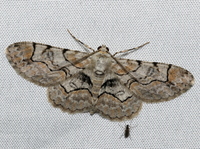 Iridopsis larvaria