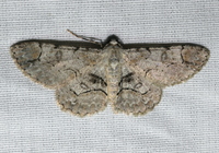 Iridopsis larvaria