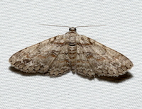 Iridopsis humaria