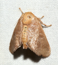 Isa textula