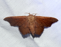 Lacosoma chiridota