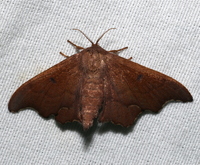 Lacosoma chiridota