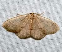 Lambdina fervidaria