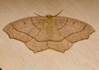 Lambdina fiscellaria