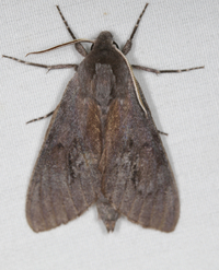 Lapara coniferarum
