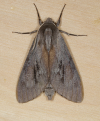 Lapara coniferarum