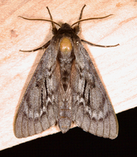 Lapara coniferarum