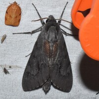 Lapara coniferarum