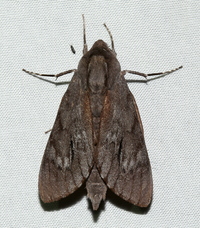 Lapara coniferarum