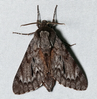 Lapara coniferarum