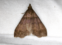 Lascoria ambigualis