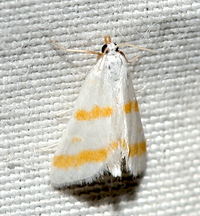 Leptosteges xantholeucalis