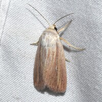 Leucania extincta