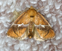 Lithacodes fasciola