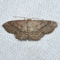 Lobocleta ossularia