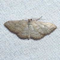 Lobocleta ossularia