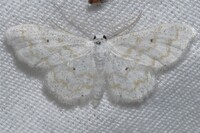 Lobocleta peralbata