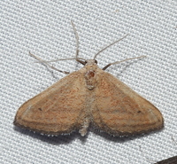Lobocleta plemyraria