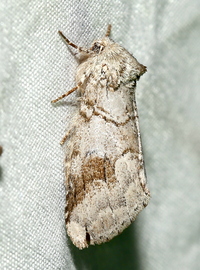 Lochmaeus bilineata