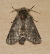 Lochmaeus manteo
