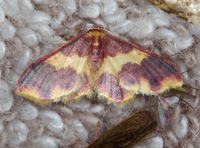 Lophosis labeculata
