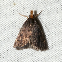 Loxostegopsis merrickalis