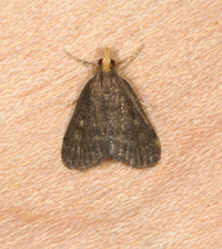 Loxostegopsis merrickalis