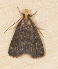 Loxostegopsis merrickalis