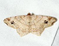 Macaria aemulataria